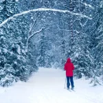 Ein Mann fährt in den Wäldern zwischen schneebedeckten Bäumen Ski.